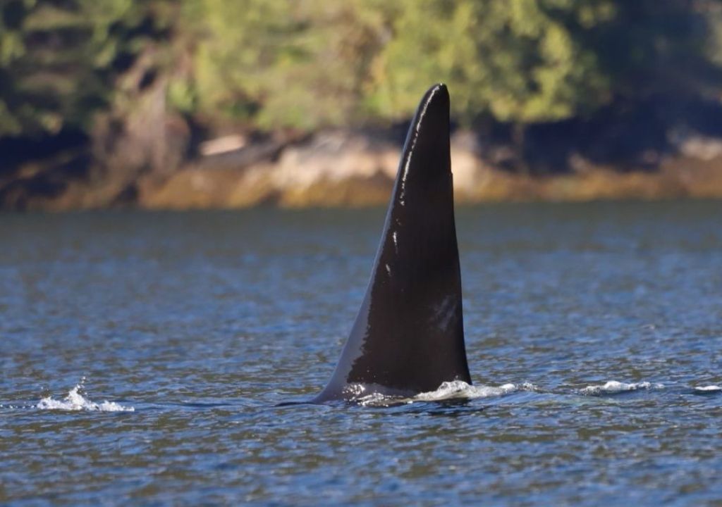 A Very Cool New App for Whale Lovers