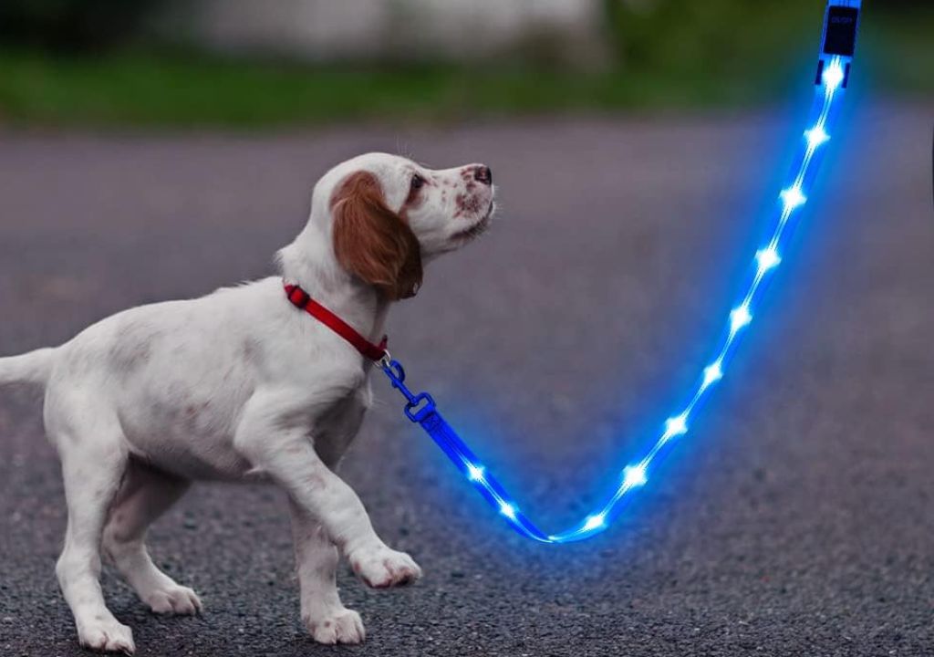 a dog walking with a blue light leash