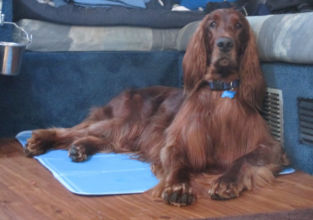A Cooling Pad For Your Dog