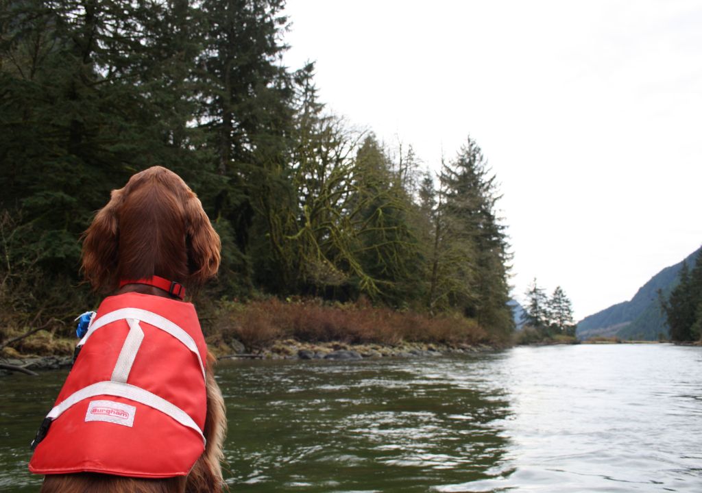 Dog Life Jacket with Neck Support