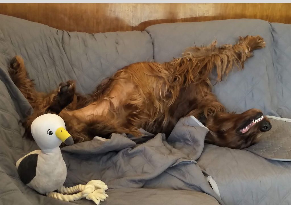 Seagull Dog Toy Made From Recycled Plastic