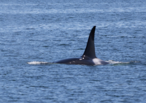 Orca fin emerging from water