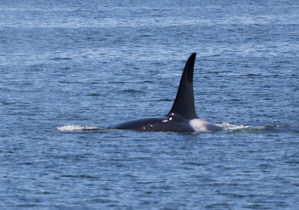 Orca fin emerging from water